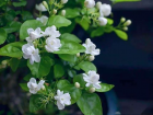茉莉花的营养价值