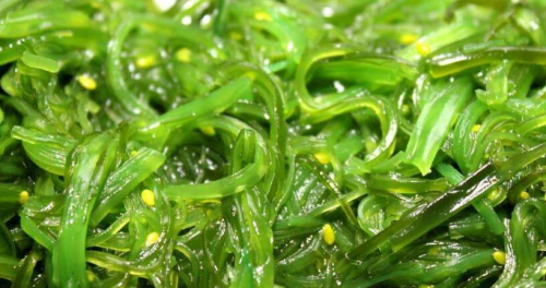 螺旋藻的营养价值