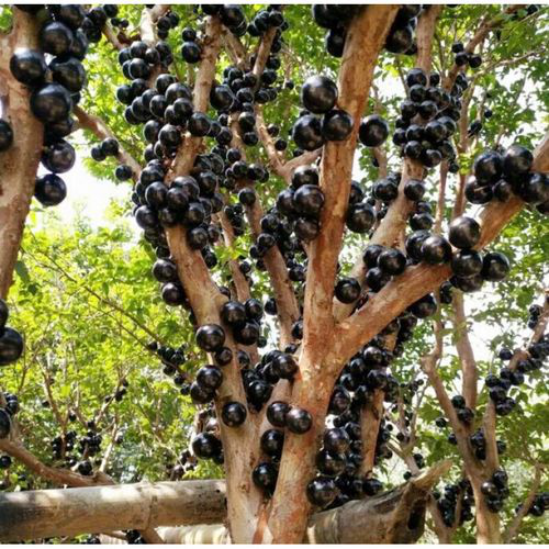树葡萄的营养价值