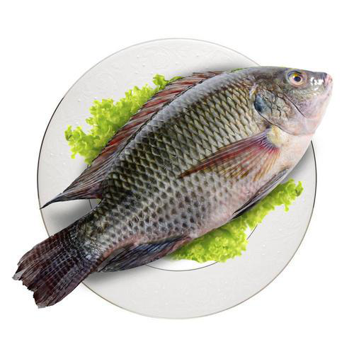 福寿鱼的营养价值