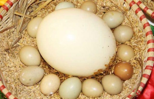 鸵鸟蛋的食用方法