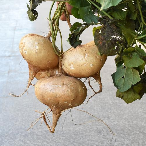 ĹЧ