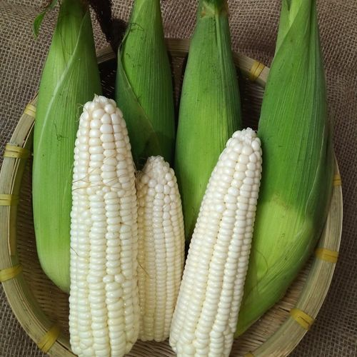 白玉米的营养价值