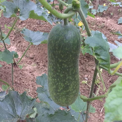 毛瓜的功效与作用