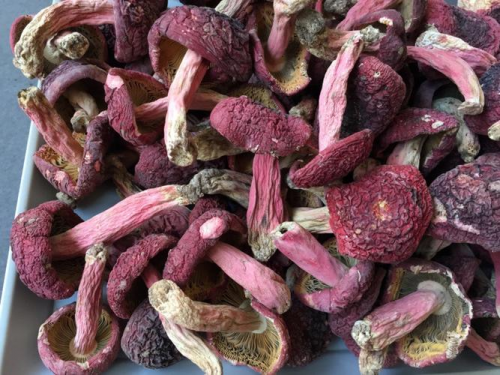 红菌菇的营养价值