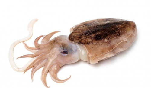 ĹЧ