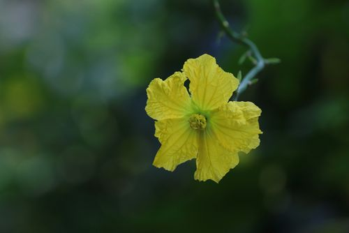 丝瓜花的功效与作用