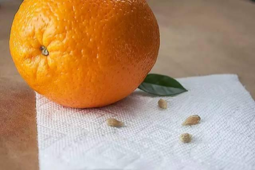 橘子籽的营养价值