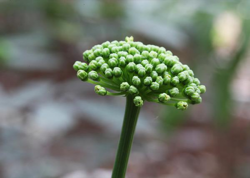 田七花的营养价值