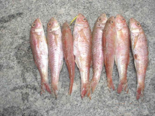 红娘鱼的营养价值