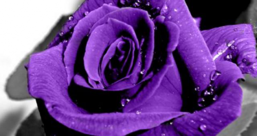 紫玫瑰的食用方法
