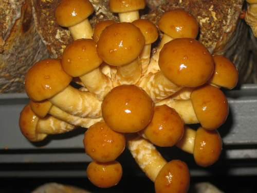 滑子菇的功效与作用