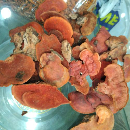 牛樟菇的营养价值