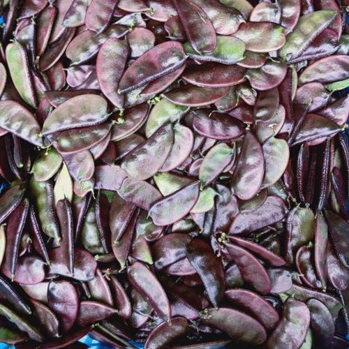 紫扁豆的营养价值