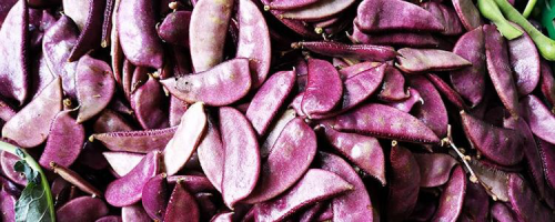 紫扁豆的食用方法