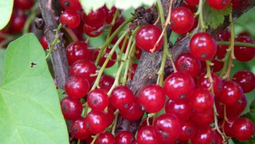 红树莓的营养价值