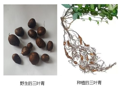 三叶青粉的功效与作用-中草药大全- 中药健康网