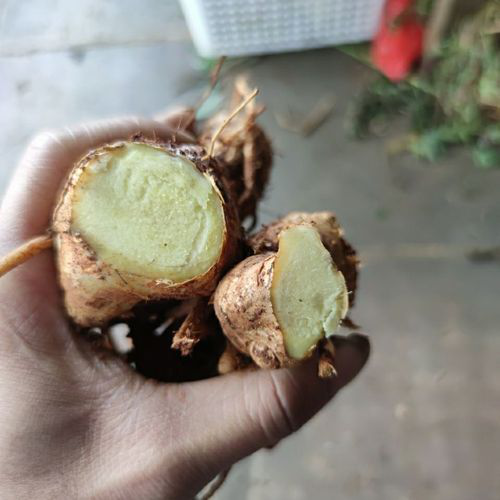 罪ĹЧ