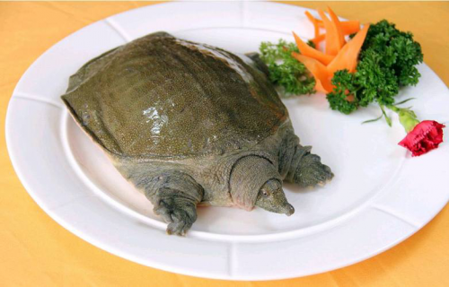 水鱼的食用方法