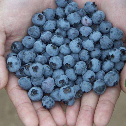 蓝莓籽的营养价值